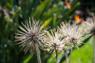 Selective targeting of very dry flower debris.