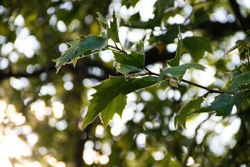 Sunlight creating golden edge on maple leaves