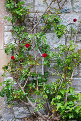 Red roses climbing up a wall
