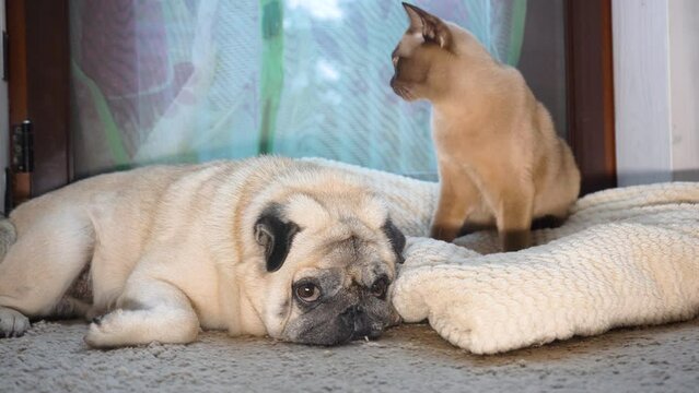 The dog pug and Burma breed cat together. Friendship concept.