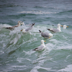 Flock of seagulls surfing in the water