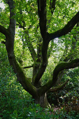 Fototapeta premium Large tree with many branches in a forest