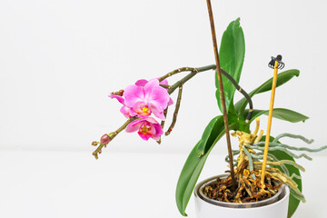 Indoor pink flower Orchid in a flowerpot is on a white table. The background is white.
