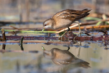 The little crake female (Zapornia parva).