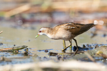 The little crake female (Zapornia parva).