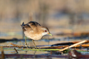 The little crake female (Zapornia parva).