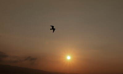 Fototapeta na wymiar sunset and bird