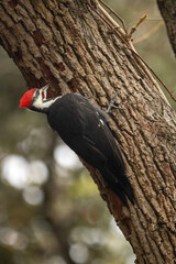 woodpecker eating