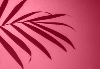 Shadow from Palm tropical Leaves monstera in light. Viva Magenta color of the year 2023 demonstrating.