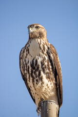 red tailed hawk