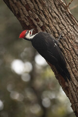woodpecker on a tree