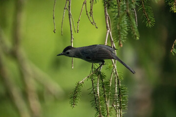 northern mockingbird