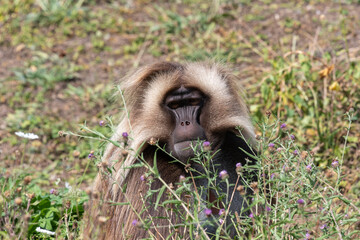 Portrait of a gelada (theropithecus gelada) monkey in a meadow