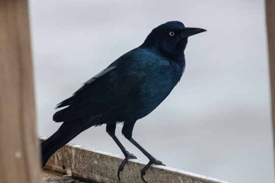 Blackbird on a dock