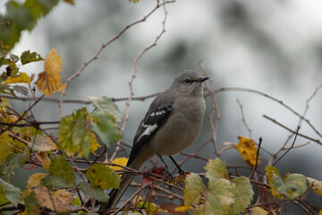 Northern mockingbird