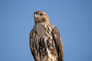 red tailed hawk