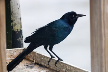 blackbird on a dock