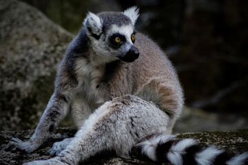 ring tailed lemur