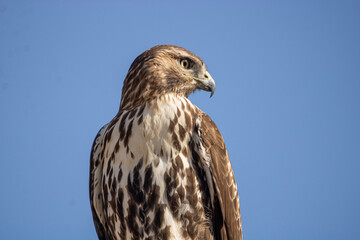 bird of prey
