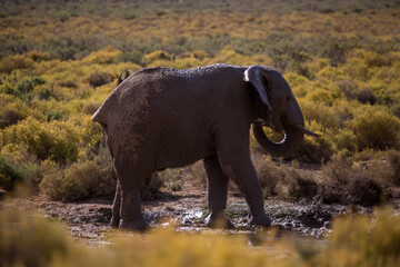 elephants in the African desert . South Africa