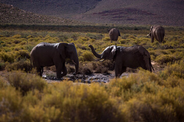 elephants in the African desert . South Africa