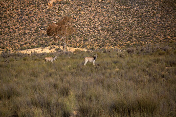 antelope in the African desert . South Africa