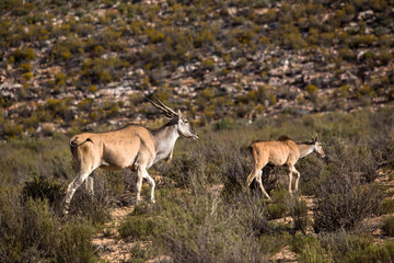 Naklejka na ściany i meble antelope in the African desert . South Africa