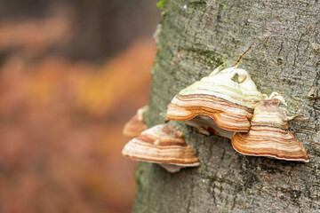 fungus on beech tree trunk in the fall