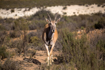 antelope in the African desert . South Africa
