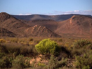 buffaloes at a watering hole in the African desert . South Africa