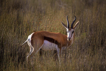 antelope in the African desert . South Africa