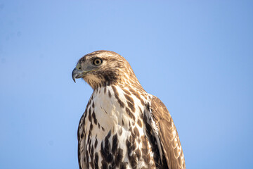 red tailed hawk