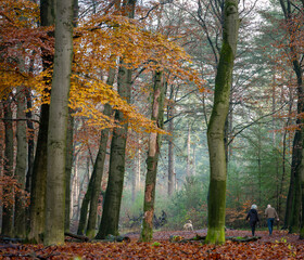 Fototapeta na wymiar couple and dog in autumn forest near utrecht in holland