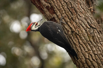 pileated woodpecked