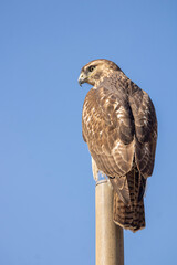red tailed hawk