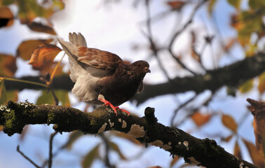 Pigeon on a branch of a tree spreading its wings to take flight, autumn colors