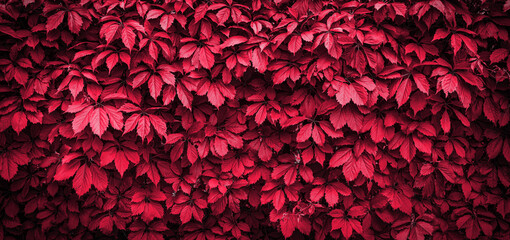 Viva Magenta background of grape leaves on the wall . Wild grapes monochrome background. Color of the year 2023