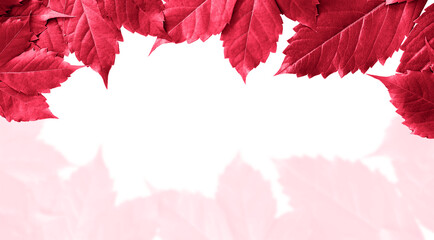 Isolated Viva Magenta leaves on white background. Trend color 2023