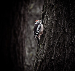 Fototapeta premium woodpecker on the tree