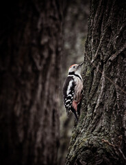 woodpecker on a tree