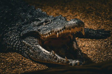 crocodile in the water