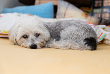 blinder Hund genießt es auf der Couch