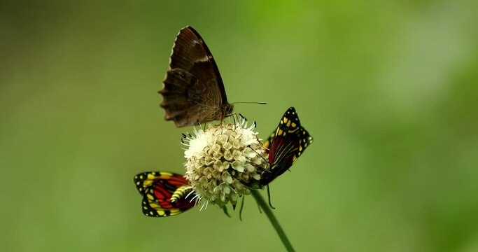 SLO MO LD Butterfly flying off the grass in sunshine