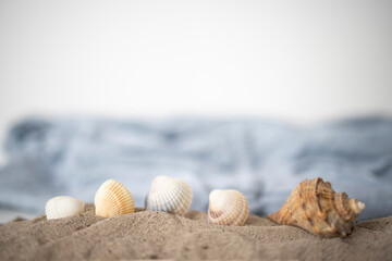 Background sea sand grains, fine beach sand and shells.