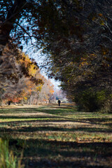 walk in woods during fall or winter