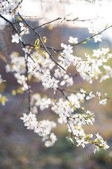 Apple tree bloom bathed in atmospheric spring light, spring background