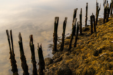 Rotting wooden piers in the river at sunrise