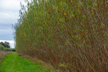 Bushy biomass willow coppice trees ready for harvesting - stock photo.jpg