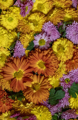 Chrysanthemums flowers background. Bouquet of colorful autumn fresh flowers for decoration home. Florist, floristry, Flowers bunch, top view, flat lay