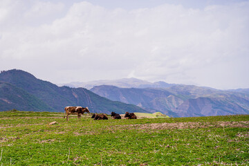 Fototapeta na wymiar Dagestan mountains and landscape, beautiful views and cows hustle in the meadow and eat grass